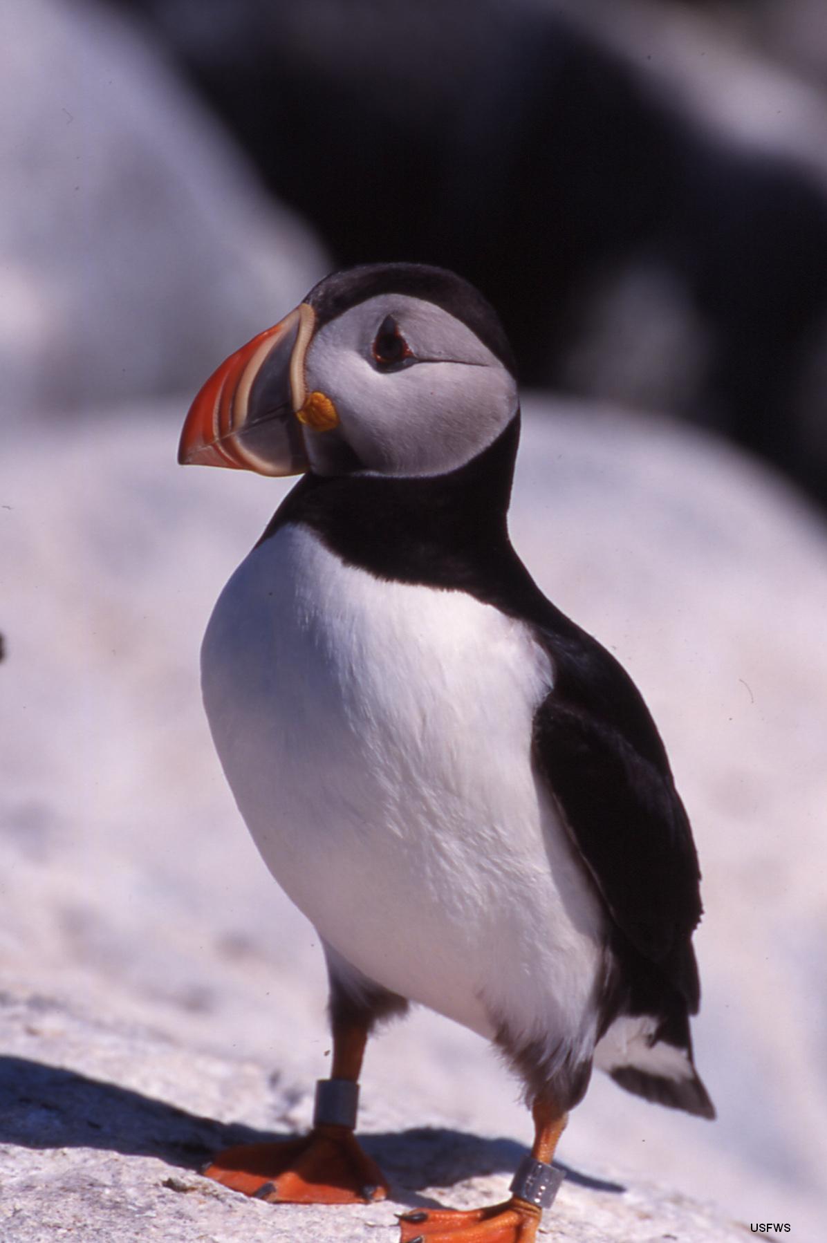 Atlantic Puffin Atlantic Puffin